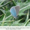 polyommatus coelestinus daghestan male 2